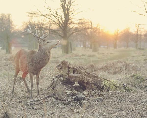 3D Environment - Ancient Temple